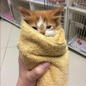 Meet your Posher, Matthew