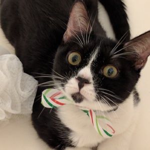 Meet your Posher, Tracy