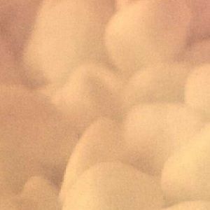 Meet your Posher, Evie