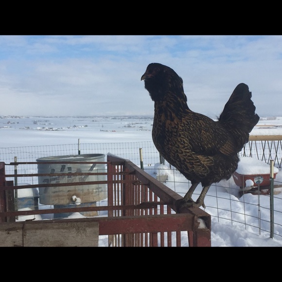 Meet your Posher, Anne