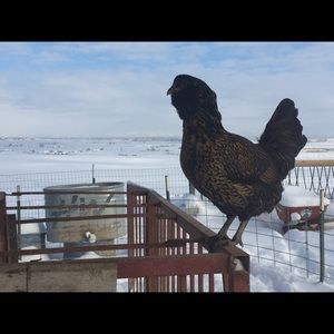 Meet your Posher, Anne