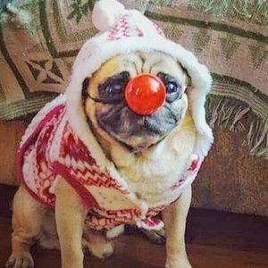 Meet your Posher, Casey