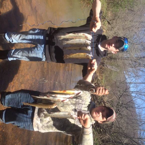 Meet your Posher, Bo - Picture 1 of 1