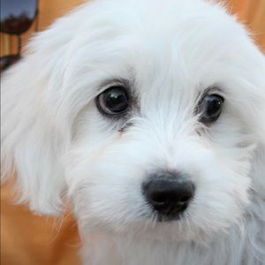 Meet your Posher, Sean