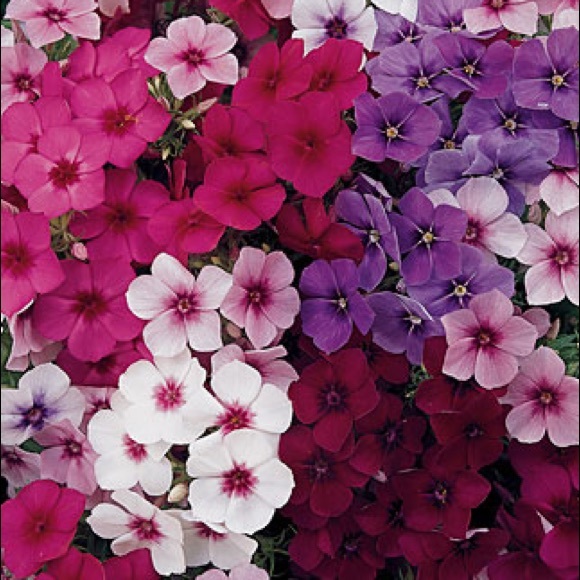 Meet your Posher, Paulina