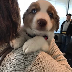 Meet your Posher, Victoria