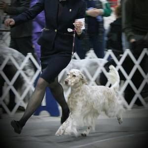 Meet your Posher, Scarlett