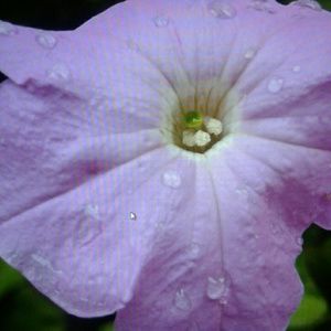 Meet your Posher, Mallory