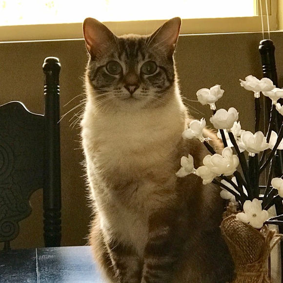 Meet your Posher, Donna - Picture 1 of 1