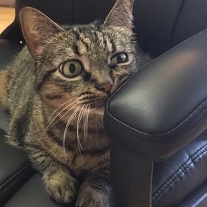 Meet your Posher, Alice