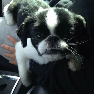 Meet your Posher, Ronal