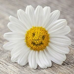 Meet your Posher, Lourdes