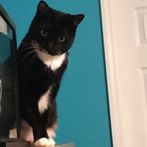 Meet your Posher, Sam