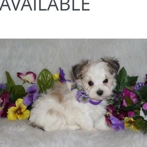 Meet your Posher, Cherie