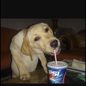 Meet your Posher, Frank