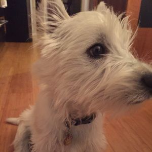 Meet your Posher, Max
