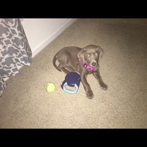 Meet your Posher, Renee