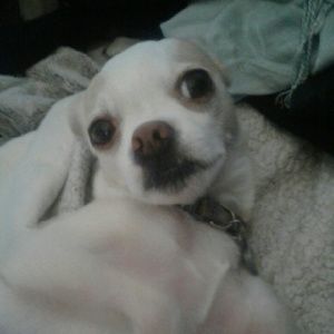 Meet your Posher, Olga