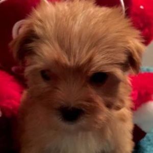 Meet your Posher, Holly