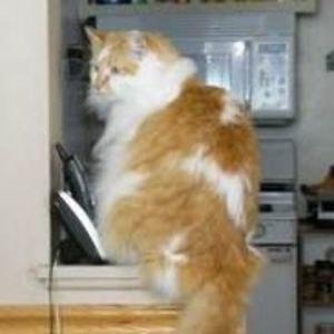 Meet your Posher, Irene