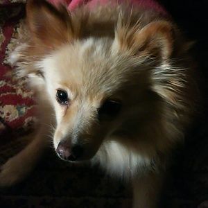 Meet your Posher, Rory