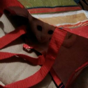 Meet your Posher, Megan