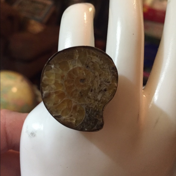 NEW! AMMONITE Fossil 925 Ring -Sz 8