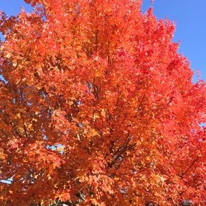 Meet your Posher, Xiao