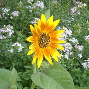 Meet your Posher, Joyce