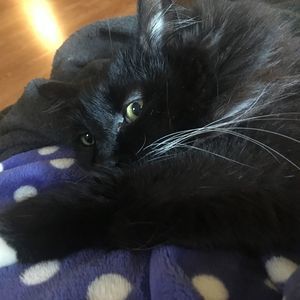 Meet your Posher, Laura