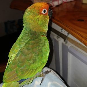 Meet your Posher, Dorothy