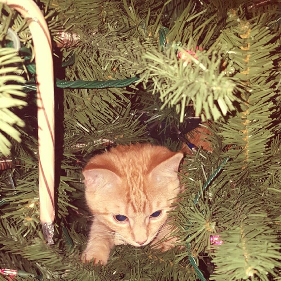 Meet your Posher, Viridiana - Picture 1 of 1