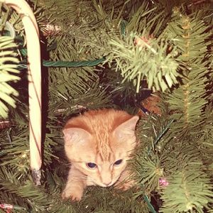 Meet your Posher, Viridiana