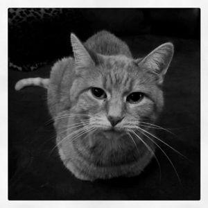 Meet your Posher, Aileah