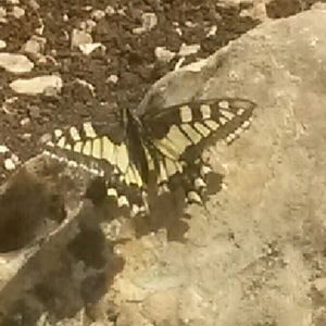 Meet your Posher, Sara