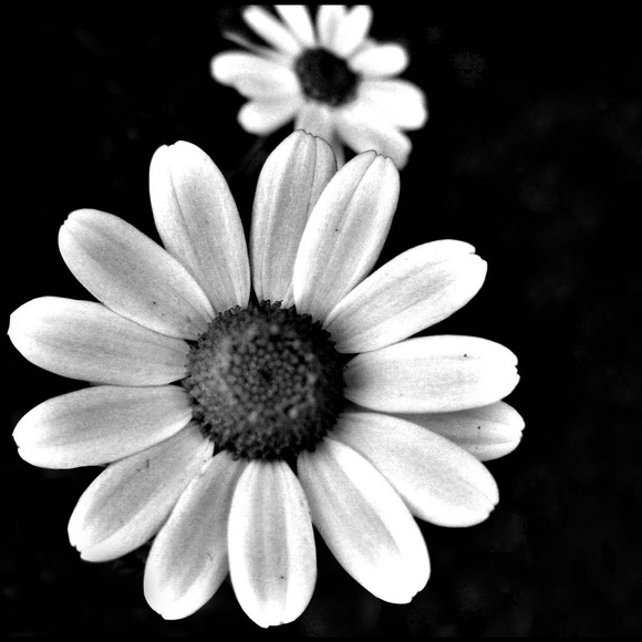 Meet your Posher, Annie - Picture 1 of 1