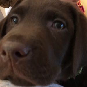 Meet your Posher, Lindsey