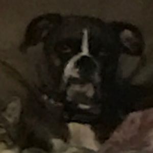 Meet your Posher, Cole