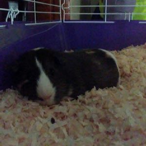 Meet your Posher, Jameson