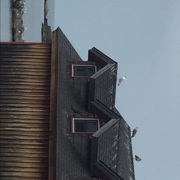 Meet your Posher, Amy - Picture 1 of 1