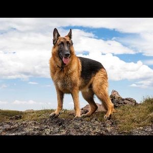 Meet your Posher, Donald