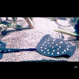 Meet your Posher, Bre