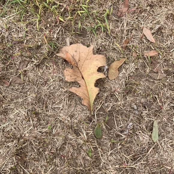 Meet your Posher, Tracy - Picture 1 of 1