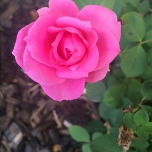 Meet your Posher, Dana