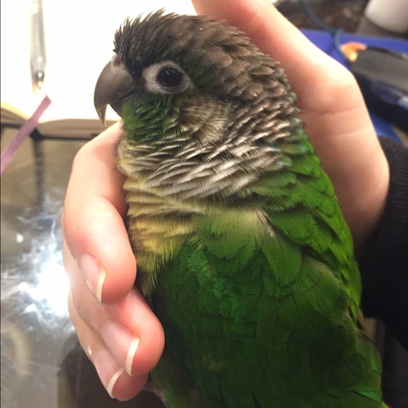 Meet your Posher, Rachael - Picture 1 of 1