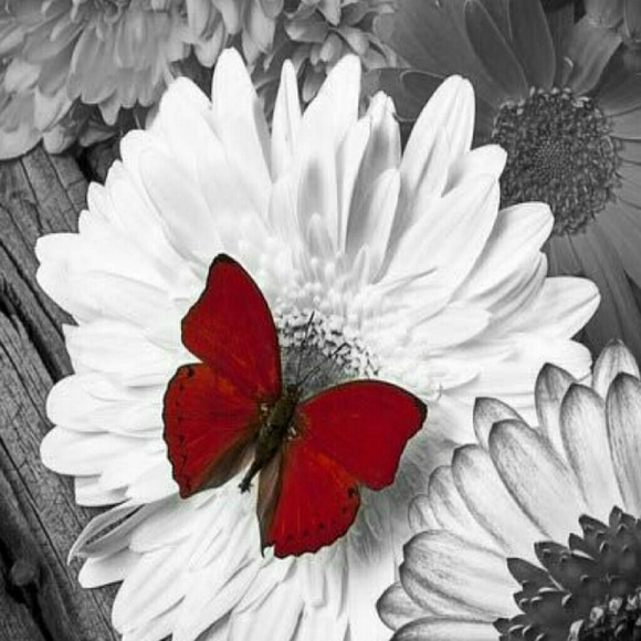 Meet your Posher, Patricia - Picture 1 of 1