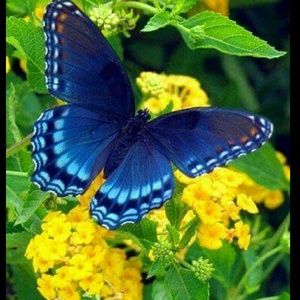 Meet your Posher, Lorraine