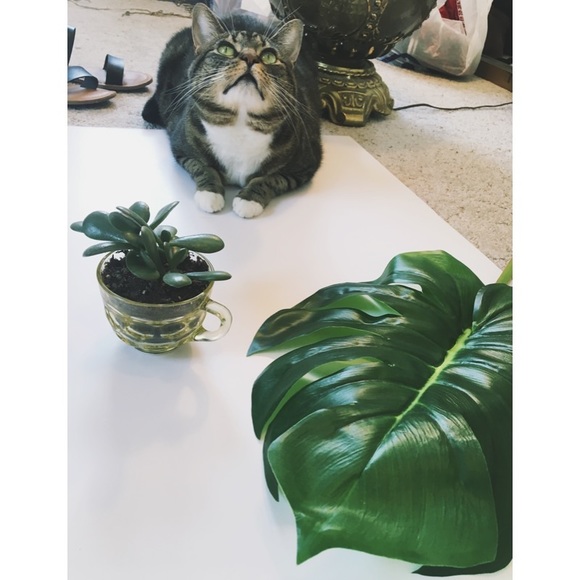 Meet your Posher, Jayke - Picture 4 of 4