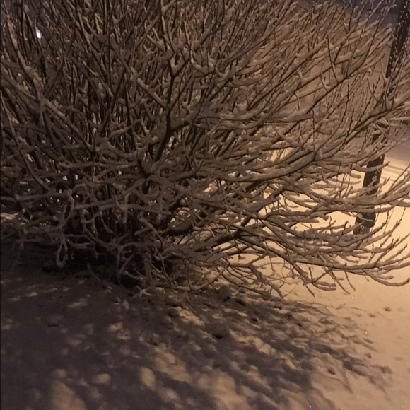 Meet your Posher, Abby - Picture 1 of 1