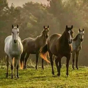 Meet your Posher, Carolyn